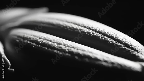 Macro shot of a closed flower bud with dramatic lighting and texture.