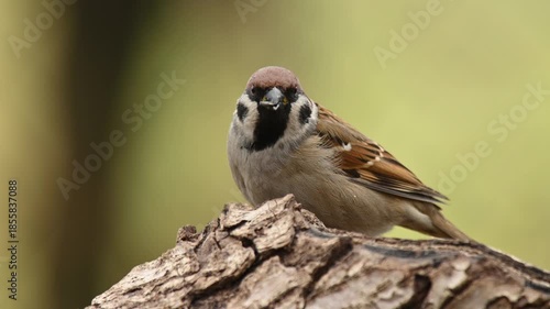 Eurasian tree sparrow (Passer montanus) feeding on seeds in a natural outdoor environment. Wildlife feeding behavior.