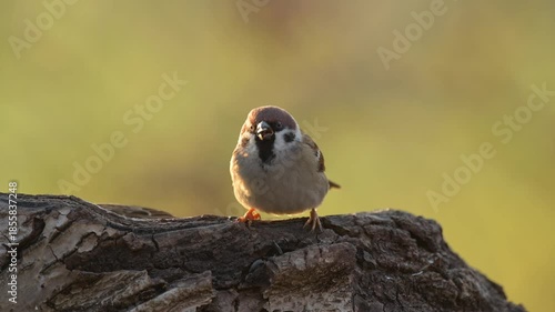 Eurasian tree sparrow (Passer montanus) feeding on seeds in a natural outdoor environment. Wildlife feeding behavior.