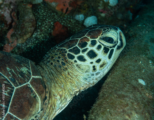 Sea turtle head close up, Pacific ocean, Dauin, Philippines.