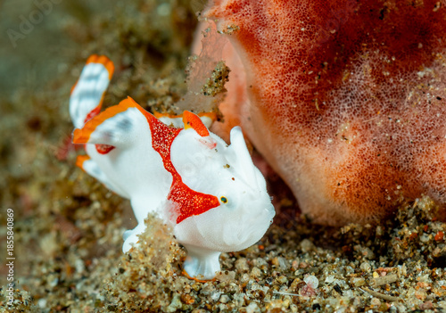 Baby white red frog fish, Pacific ocean, Dauin, Philippines.
