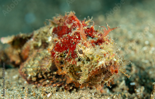 Scorpionfish close up, Pacific ocean, Dauin, Philippines.