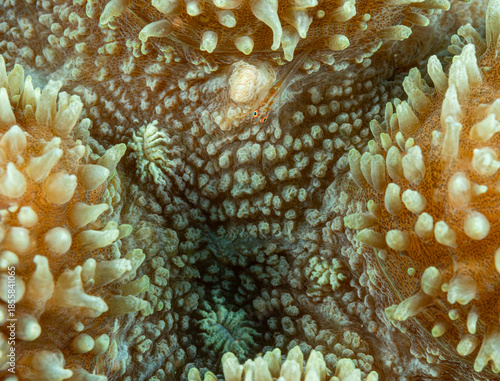 Coral close up, Pacific ocean, Dauin, Philippines.