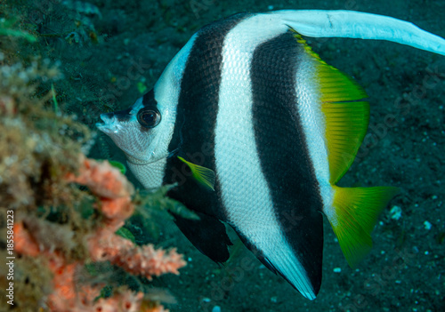 Coral fish, Pacific ocean, Dauin, Philippines.