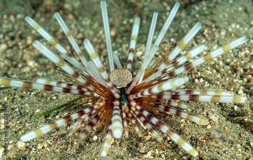 Seaurchin Pacific ocean, Dauin, Philippines.