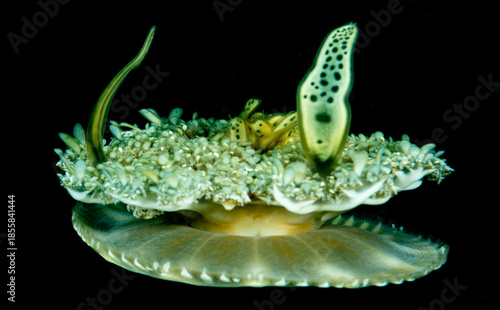 Jellyfish swimming in the ocean.