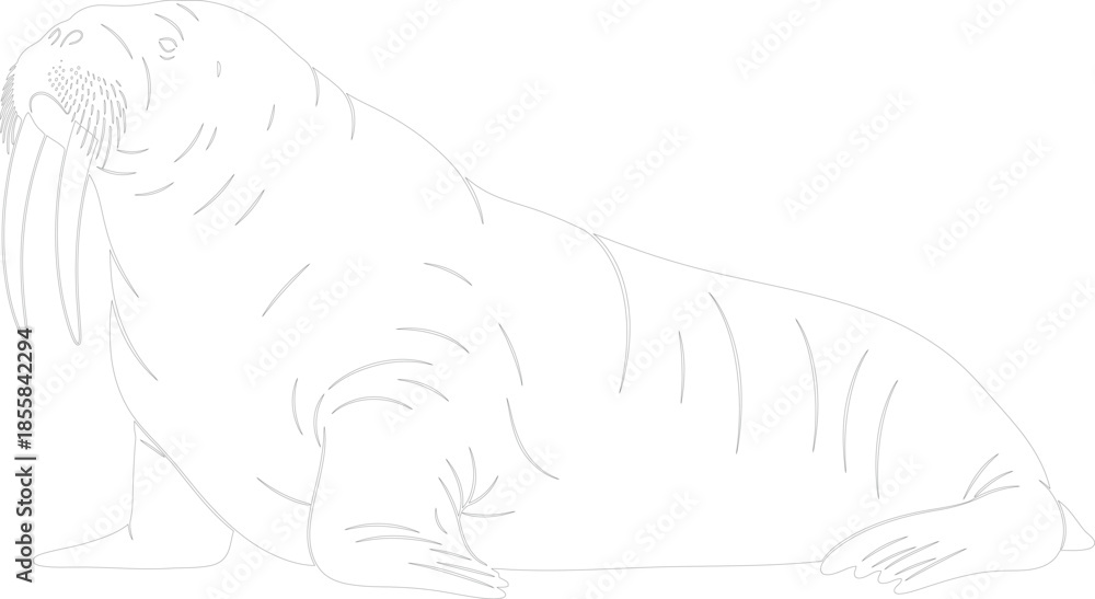 Fototapeta premium Walrus Line Art Outline Drawing Vector Illustration for Coloring Book or Design