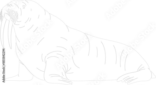Walrus Line Art Outline Drawing Vector Illustration for Coloring Book or Design