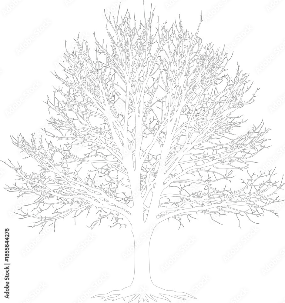 Obraz premium Detailed Bare Tree Outline Drawing Vector Illustration of Winter Branches and Roots