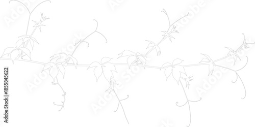 Simple Vector Sketch of Wild Vine Branch Garland Outline Minimalist Botanical Element