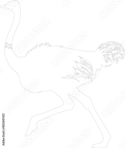 Running Ostrich Black and White Outline Drawing Vector