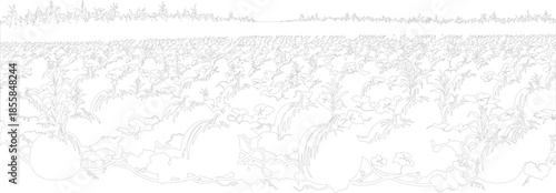 Autumn Harvest Field Outline Drawing Vector Graphic with Pumpkins Corn Stalks and Farm Crops