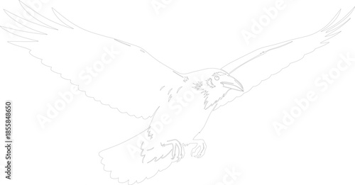 Majestic Raven in Flight Line Art Outline Vector Illustration for Graphic Design