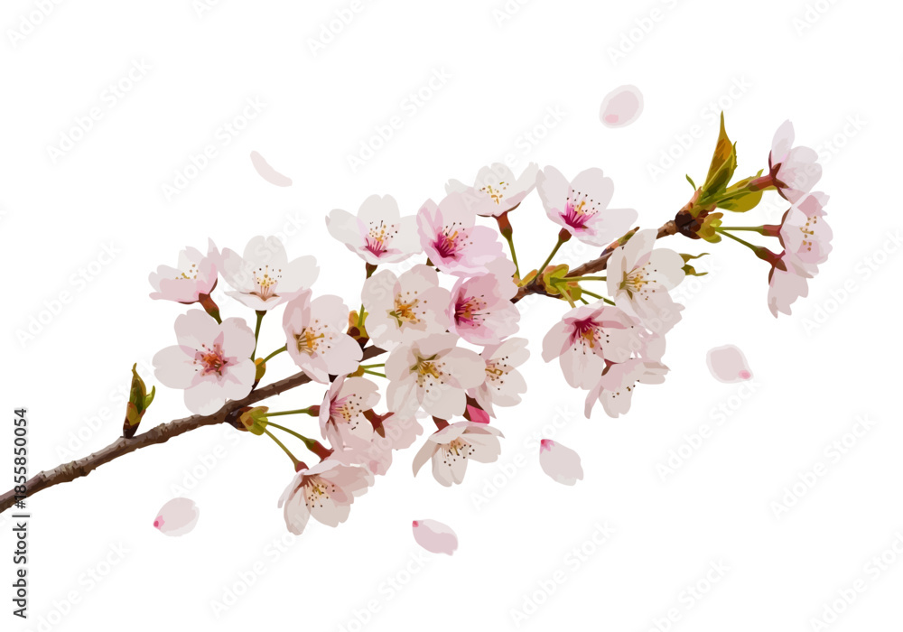 Fototapeta premium Delicate Cherry Blossom Branch with Falling Petals Illustration
