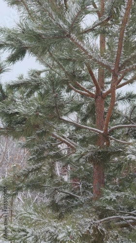 Snow-covered pine trees in cold winter day.