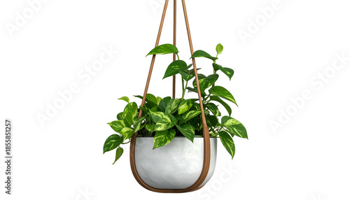A vibrant hanging plant with lush green and yellow leaves, suspended against black