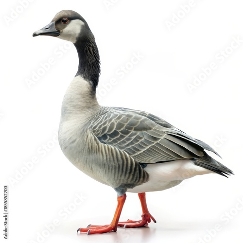 Beautiful white and brown goose standing in profile view isolated on white background