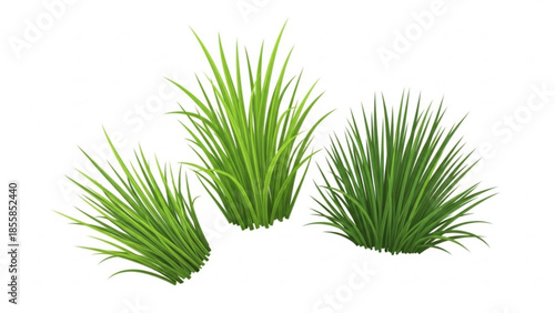 Three vibrant green grass tufts with long slender blades isolated on white background for nature designs