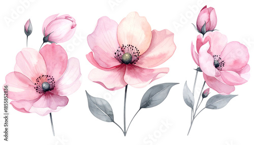 Watercolor illustration of pink anemone flowers with gray stems and leaves against black