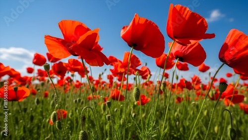 Poppy Flower Field Desktop Wallpaper, Ultra-Realistic Wide-Angle Floral Landscape