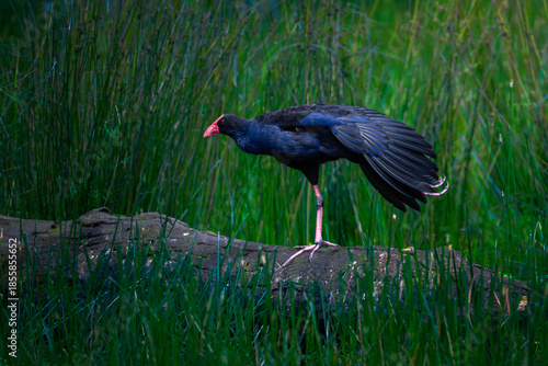 Canvas-taulu Swamphen perched on fallen log in wetland, stretching leg and wing