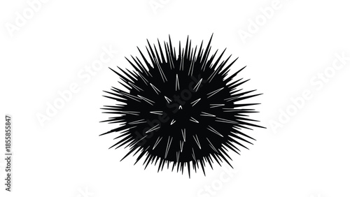 Black sea urchin silhouette isolated on white background