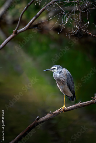 A white heron balances on one leg in a wetland tree.