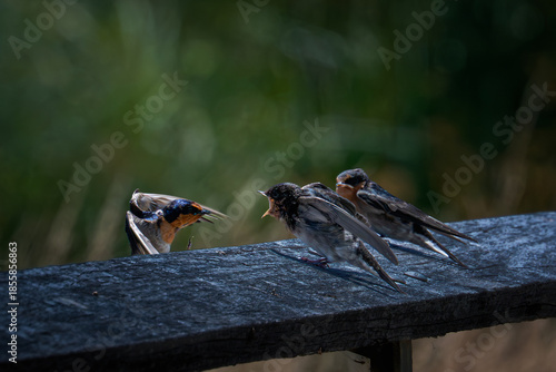 Young welcome swallows open their mouths, waiting to be fed.