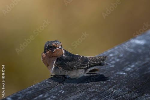 Perched welcome swallow turns back to face the camera.
