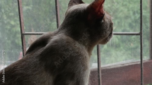 Beautiful Brown Tabby Cat Looking Through Window Screen Waiting and Watching Outside