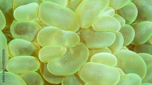Bubble coral with shrimp, Pacific ocean, Dauin, Philippines.
