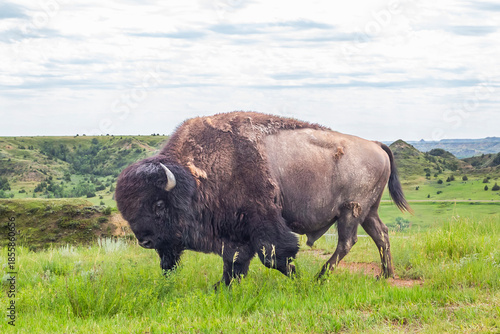A wild bison against the backdrop of picturesque nature
