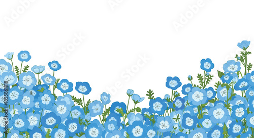 A beautiful border of delicate sky-blue Nemophila flowers blooming abundantly against a clean white background, creating a serene spring scene.
