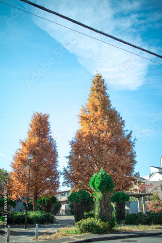 紅葉した木と空