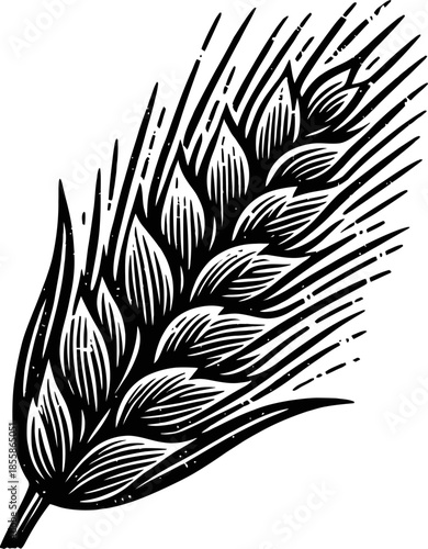 Black And White Etching Of A Single Barley Ear Detailed Grain Stalk Close Up Macro