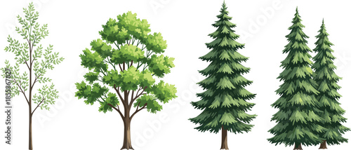Vector Illustration Set of Diverse Tree Species Including Coniferous Pine, Spruce, Deciduous Oak, and Slender Young Sapling for Nature Design.