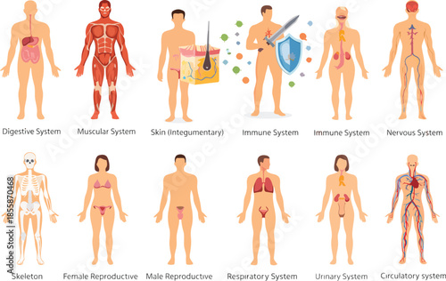 Human Anatomy Chart: A comprehensive educational illustration, charting the intricacies of the human body, unveiling diverse systems like muscular, skeletal, and circulatory.