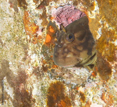 A brown-colored fish peeks timidly from its hiding place on a wall in the seaport.