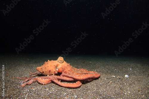 A long-armed octopus moves across the sandy seabed at night.