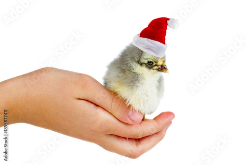 Tiny gray chicken in classic Santa hat on human palm