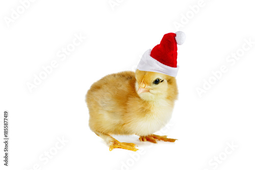 Tiny yellow chicken in classic Santa hat