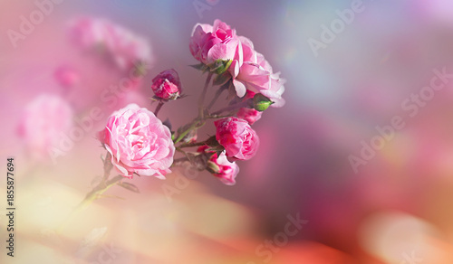 Pink roses over blurred background in sunlight . Beauty artistic image .