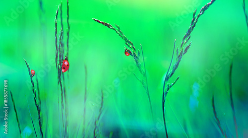 Natural green background with crawling ladybugs in sunlight with beautiful bokeh. Lush grass .Copy space.