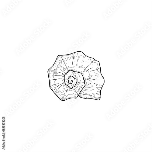 snail shell sketch drawing artwork handmade illustration
