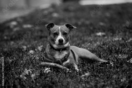 Retrato Perro pequeño acostado en césped blanco y negro mirando camara seriamente
