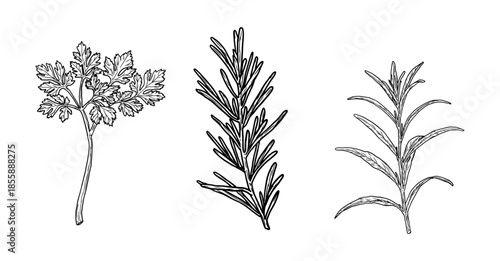 Sprigs and leaves of parsley, rosemary, and tarragon, black and white sketch. Vector illustration. Kitchen herbs and spices isolated on white background. Sprig with leaves.