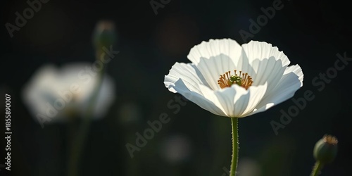 Solitary white poppy, subtly illuminated against deep shadows,  dark,  minimalist