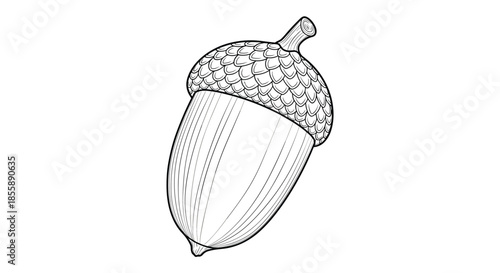 A detailed black and white line art illustration of an acorn with cross-hatching shading in a vintage engraving style.