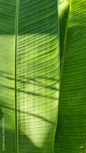 Two overlapping banana leaves with rich green tones and natural texture. Tropical foliage background with depth and soft light, perfect for nature, eco branding and botanical design use.