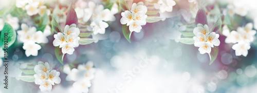 Flowering Jasmine flowers, branches in bloom, beautiful fragrant flower in spring